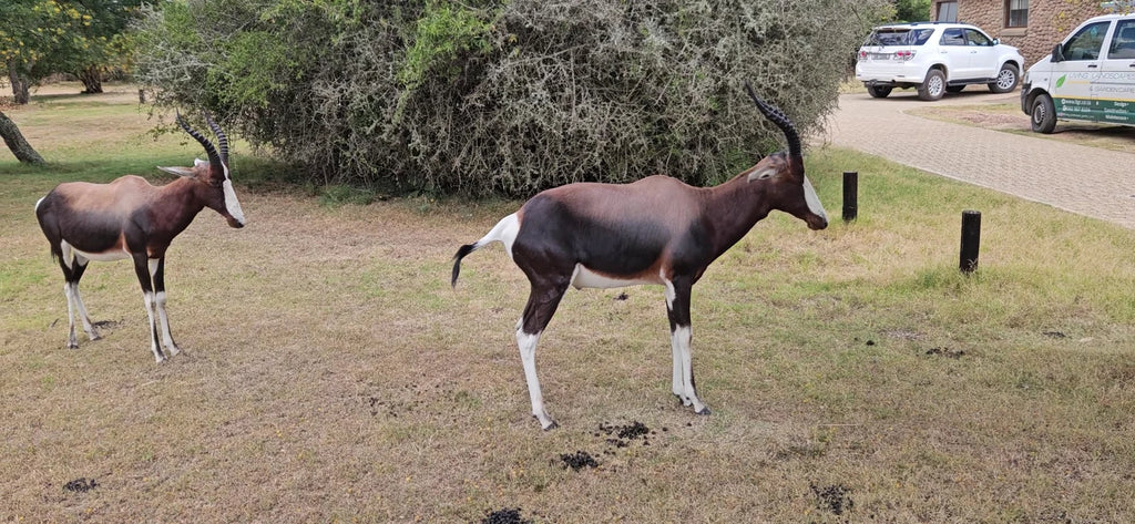 Bontebok National Park, 
Swellendam South Africa