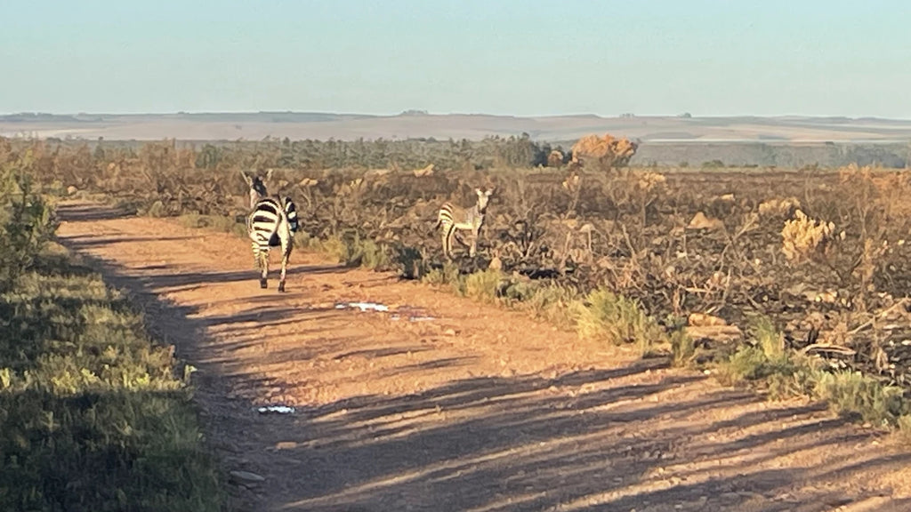 Bontebok National Park, 
Swellendam South Africa