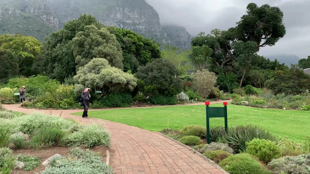 Botanischer Garten Kirstenbosch, Cape Town South Africa