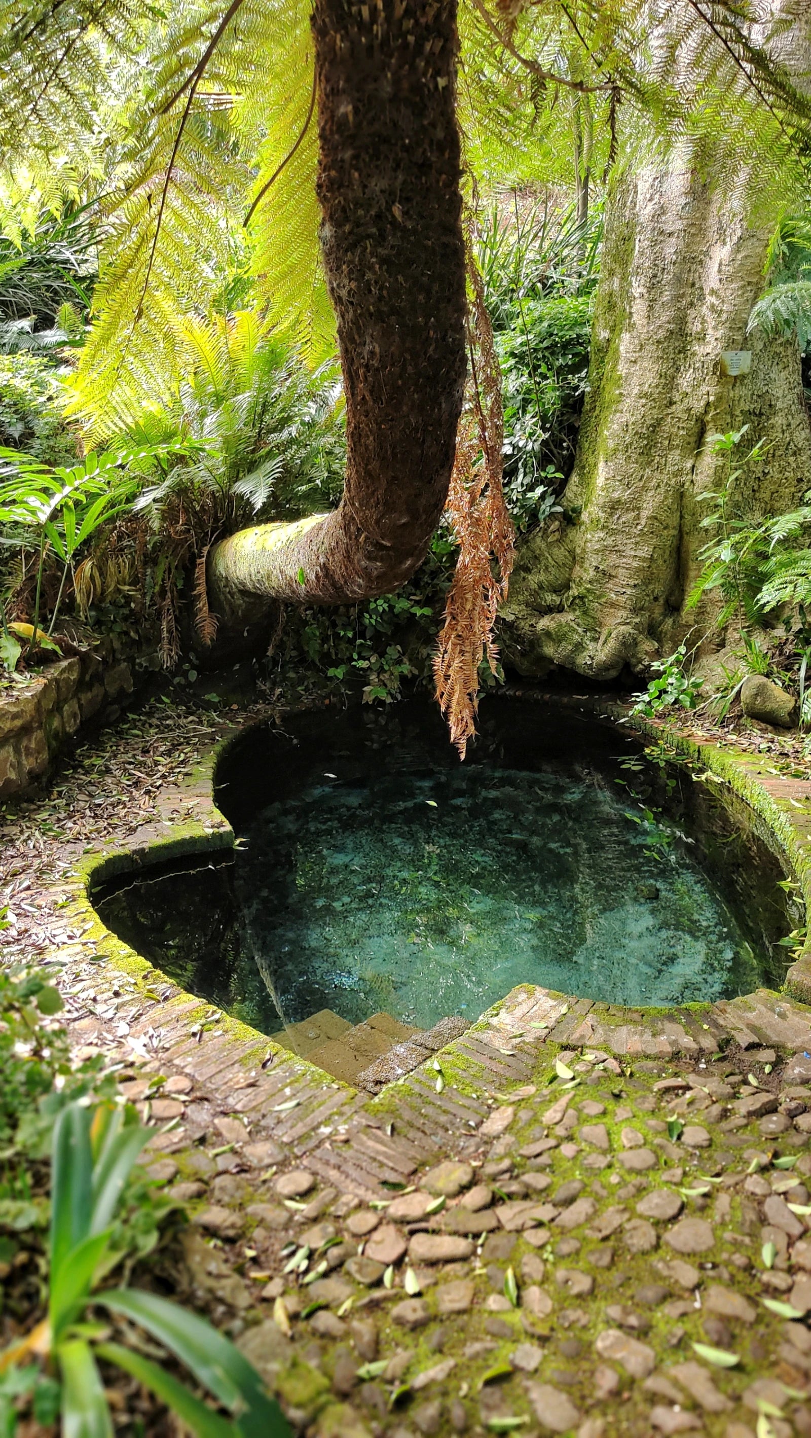 Botanischer Garten Kirstenbosch, Cape Town South Africa