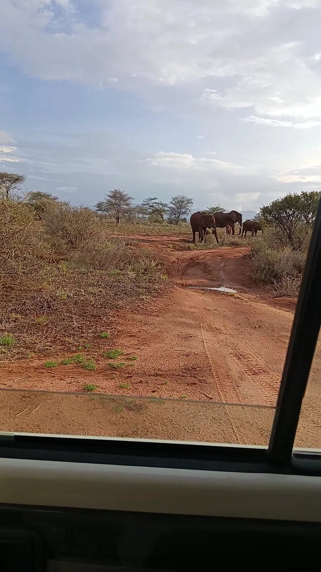Buffalo Springs National Reserve,  Kenya