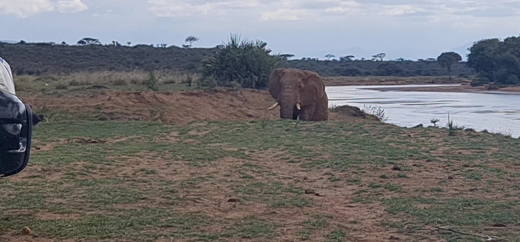 Buffalo Springs National Reserve,  Kenya