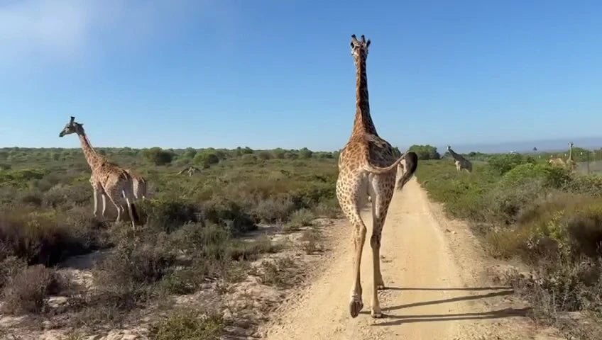 Buffelsfontein Game & Nature Reserve, West Coast South Africa