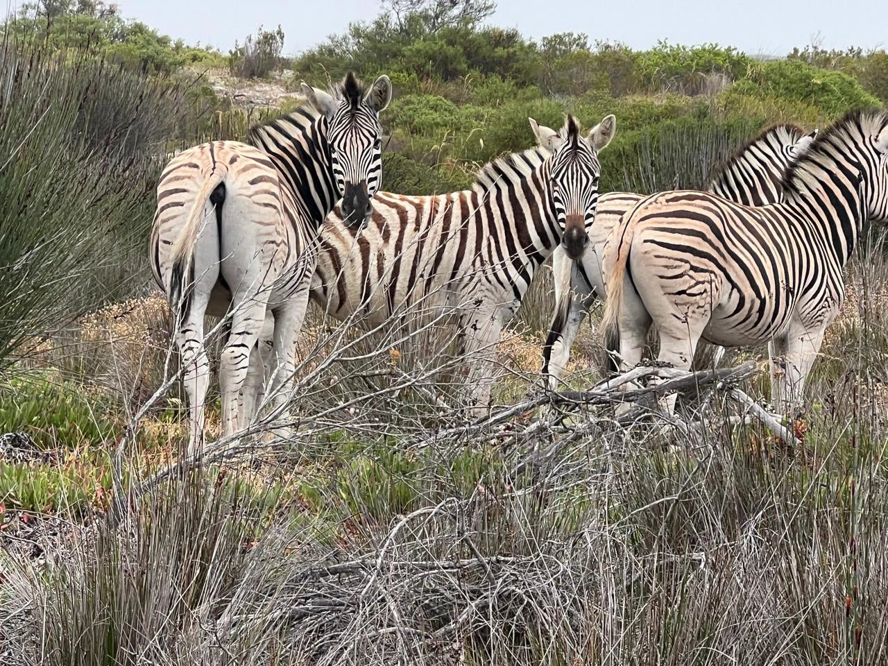 Buffelsfontein Game & Nature Reserve, West Coast South Africa