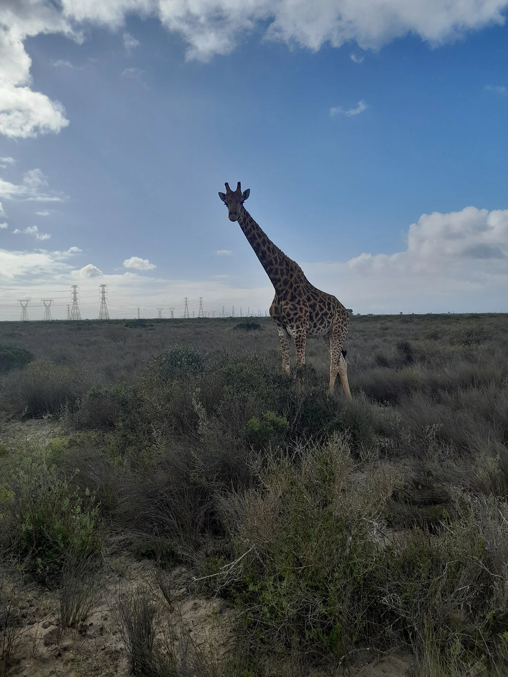 Buffelsfontein Game & Nature Reserve, West Coast South Africa