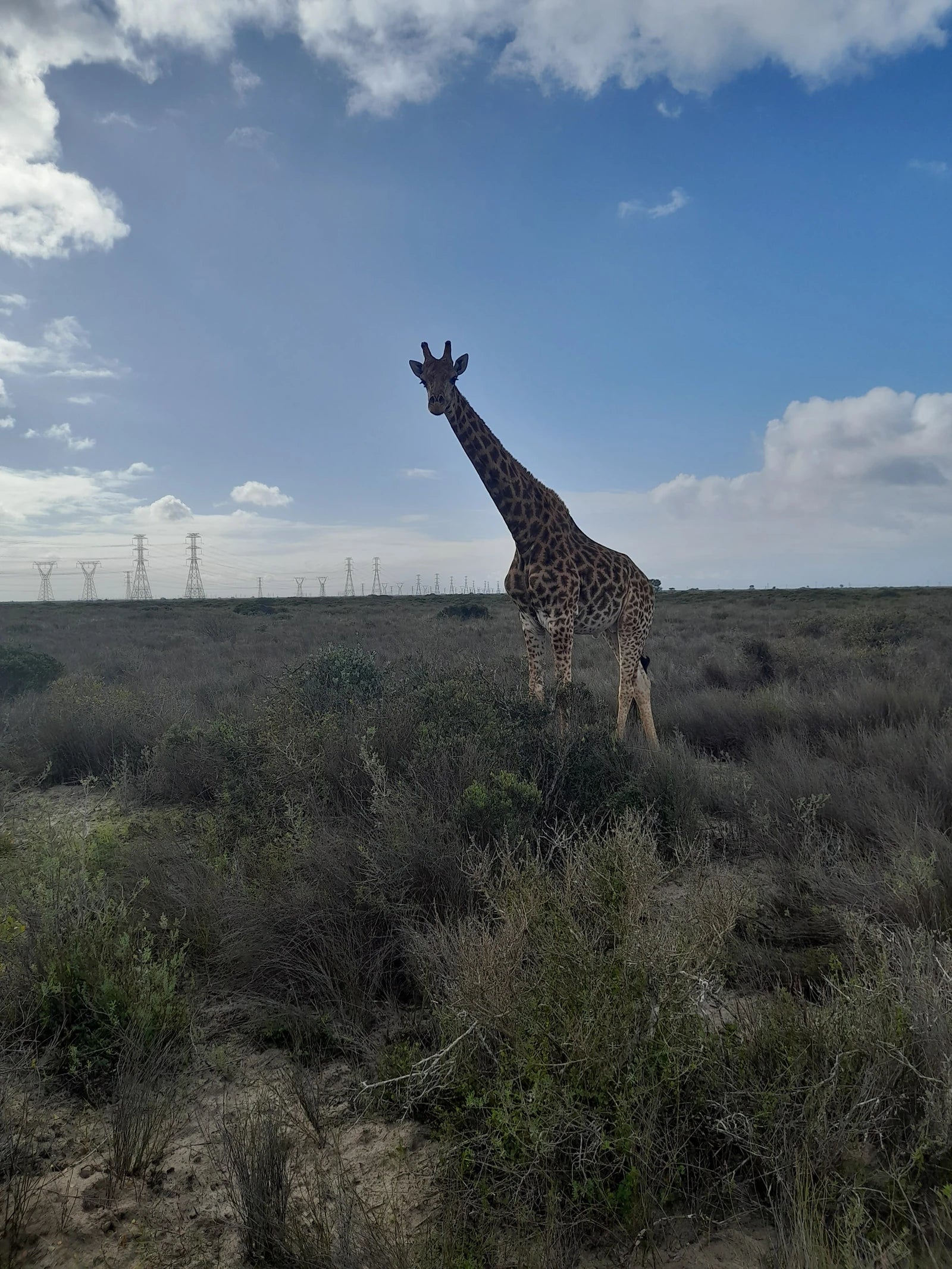 Buffelsfontein Game & Nature Reserve, West Coast South Africa