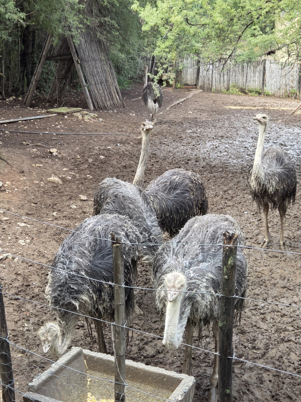 Cango Ostrich Farm, 
1954 R328 1954 R328 South Africa