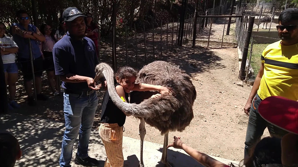 Cango Ostrich Farm, 
1954 R328 1954 R328 South Africa