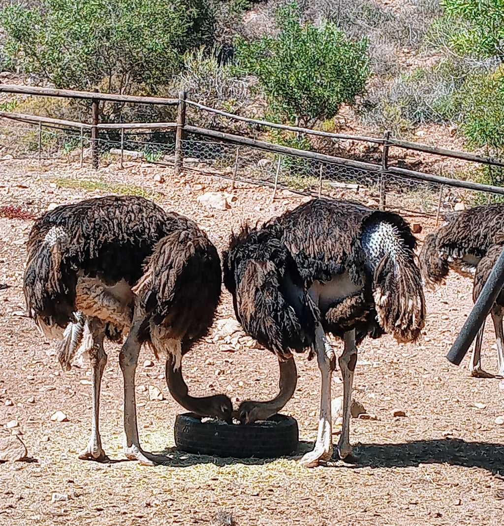 Cango Ostrich Farm, 
1954 R328 1954 R328 South Africa