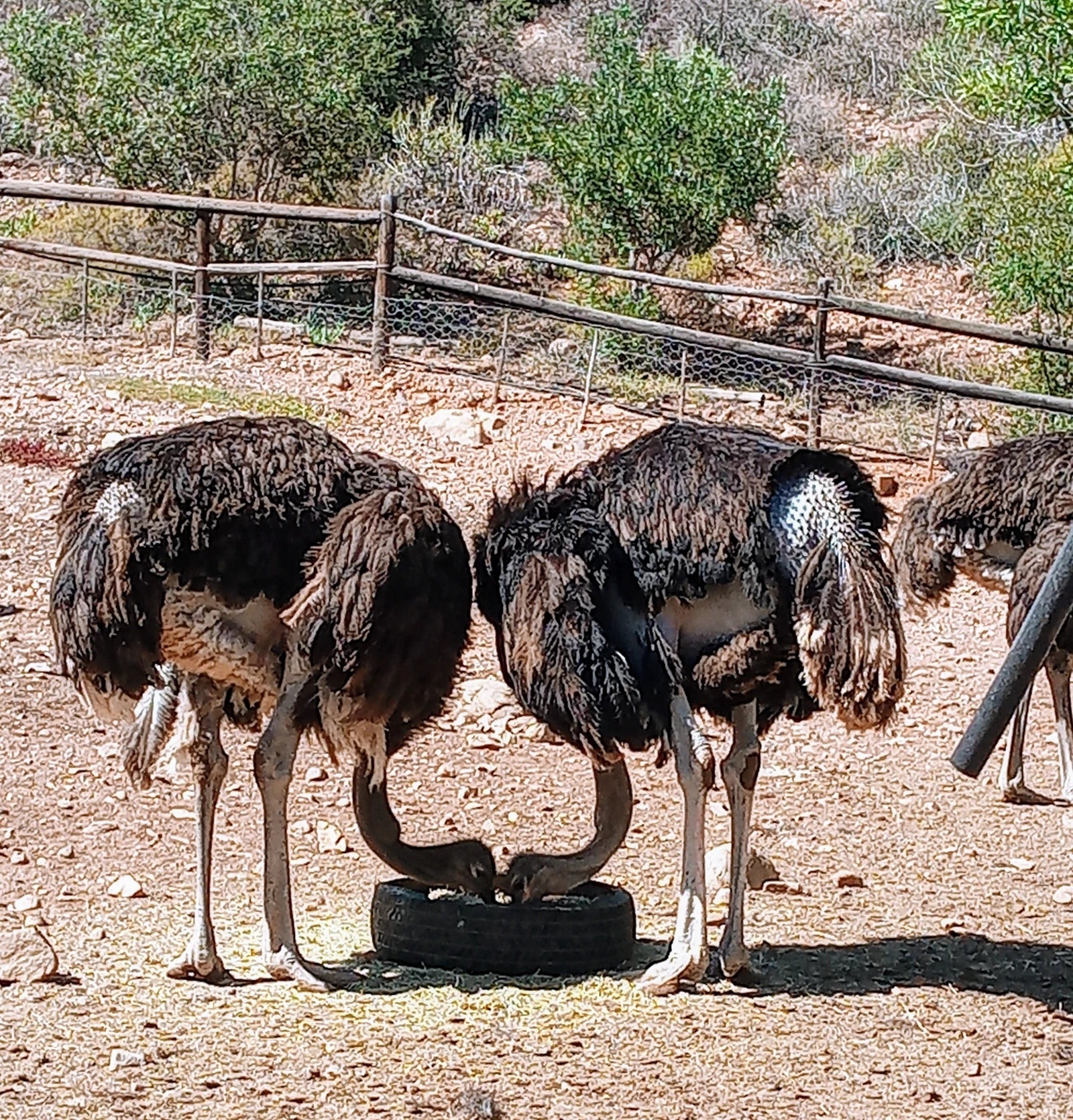 Cango Ostrich Farm, 
1954 R328 1954 R328 South Africa