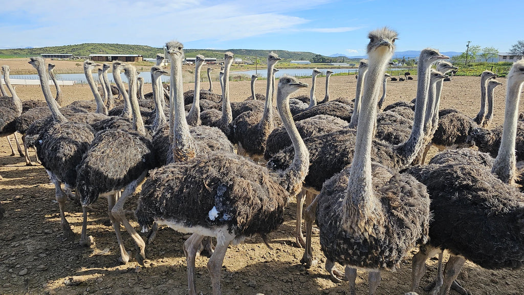 Cango Ostrich Farm, 
1954 R328 1954 R328 South Africa