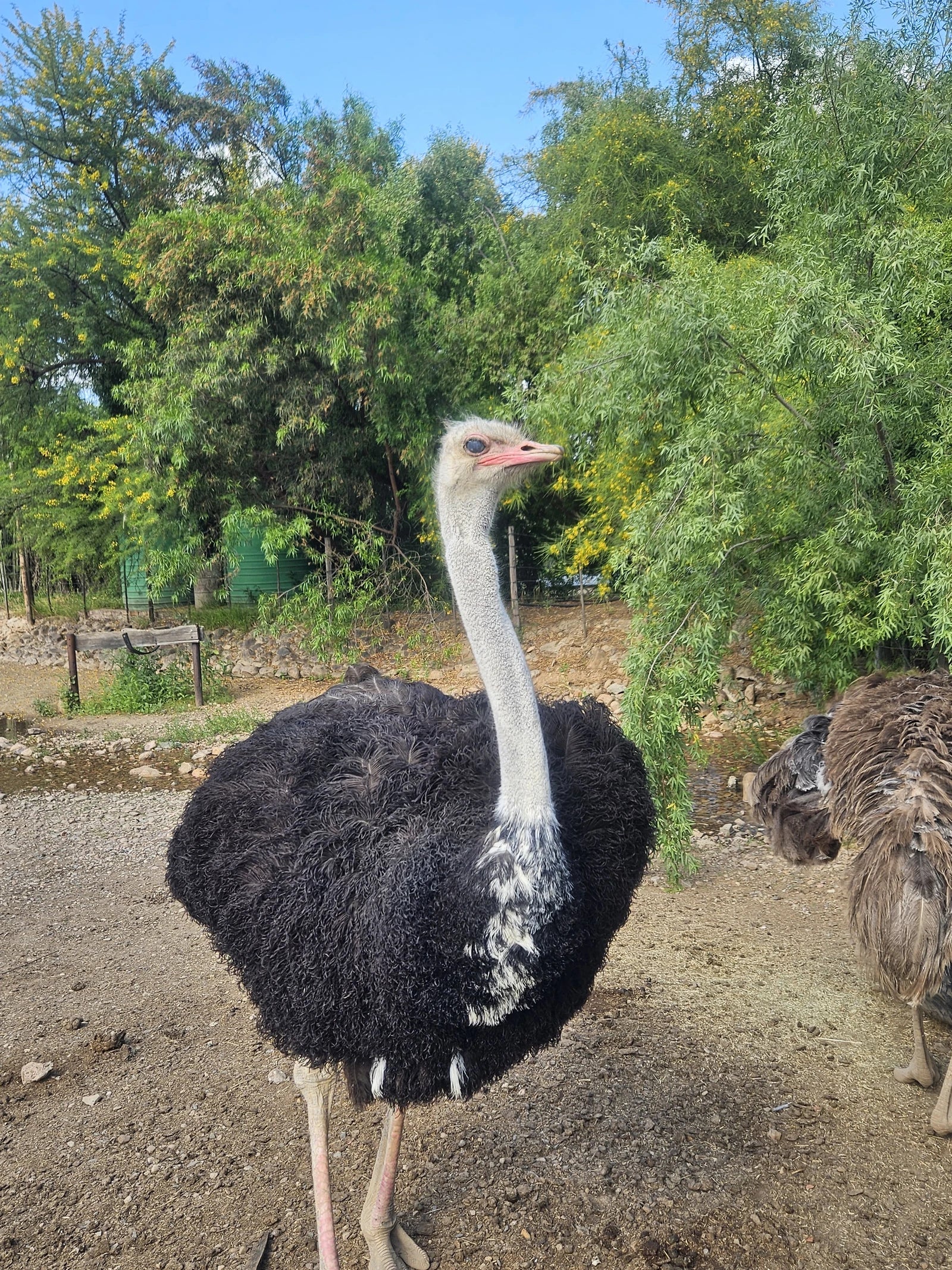 Cango Wildlife Ranch, Oudtshoorn South Africa