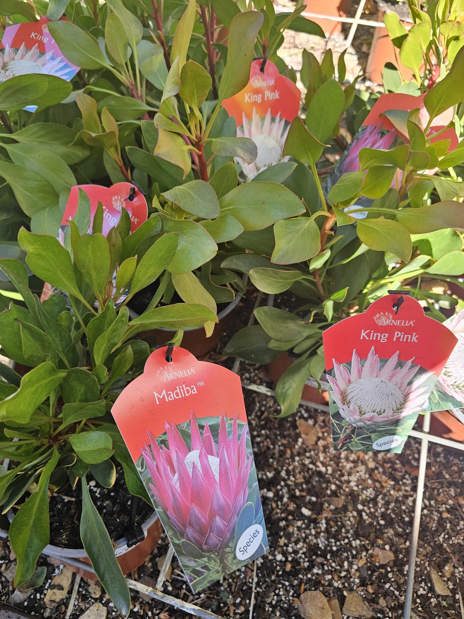 Cape Garden, Joostenbergvlakte Branch, Cape Town South Africa