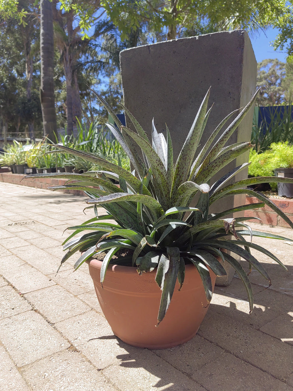 Cape Garden, Somerset West branch, Cape Town South Africa