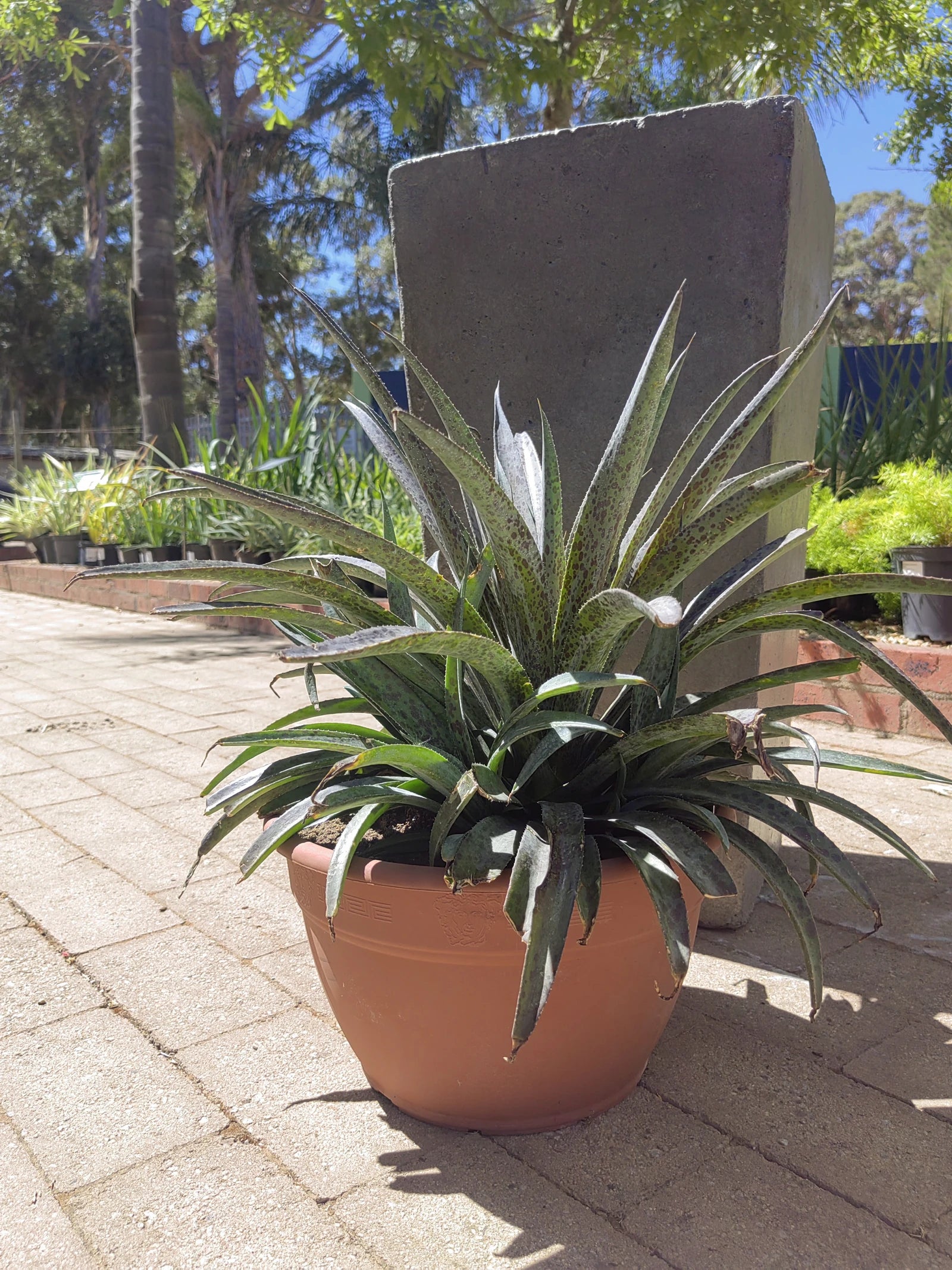 Cape Garden, Somerset West branch, Cape Town South Africa
