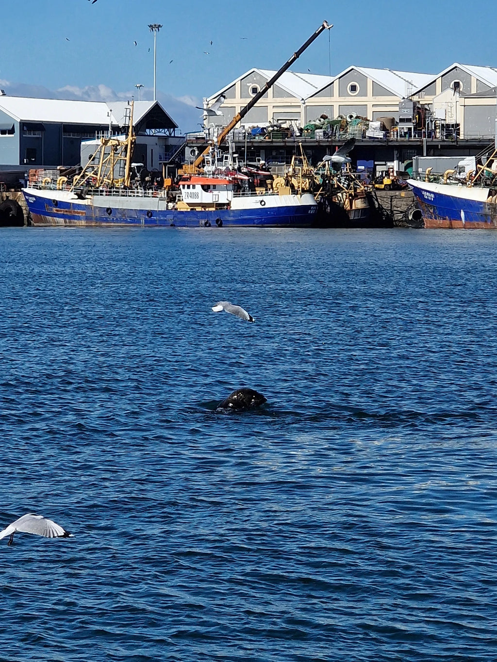 Cape Town Cruises, Cape Town South Africa