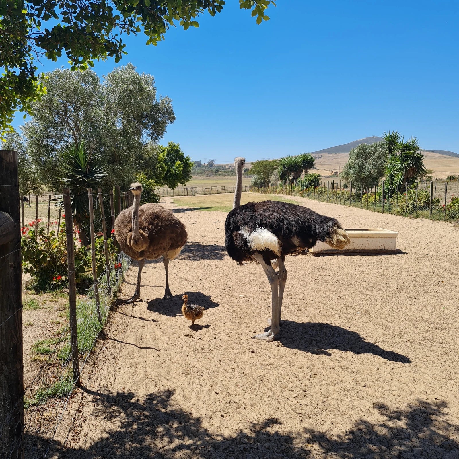 Cape Town Ostrich Ranch