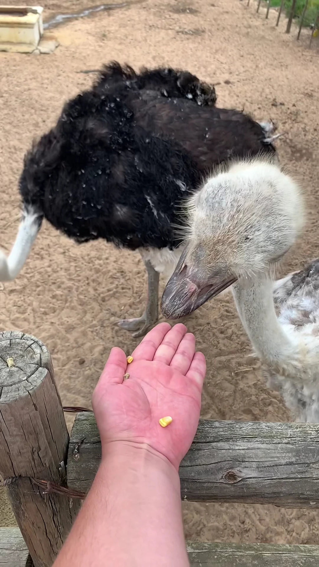 Cape Town Ostrich Ranch, Cape Town South Africa