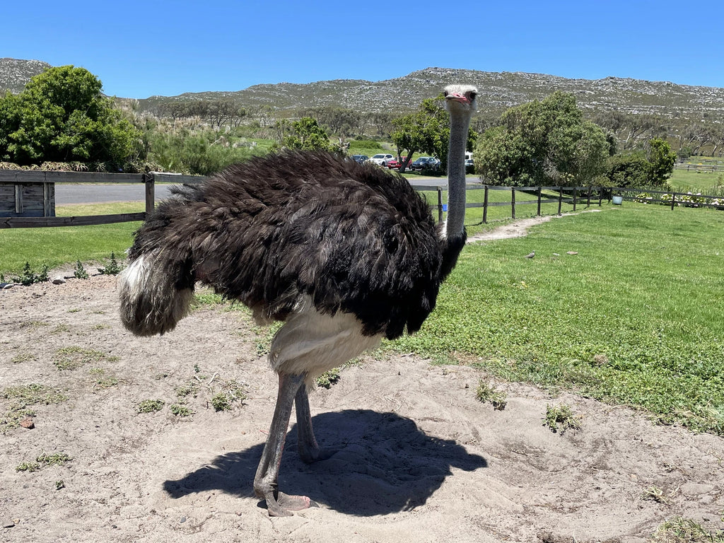 Cape Town Ostrich Ranch, Cape Town South Africa