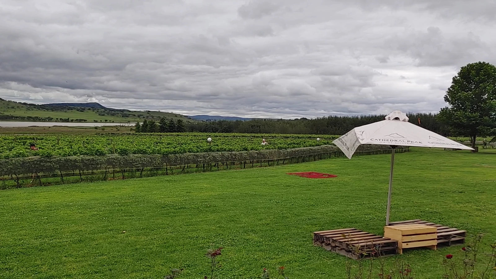 Cathedral Peak Wine Estate, Winterton South Africa