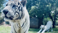 Chameleon Village Lion and Tiger park, Hartbeespoort South Africa