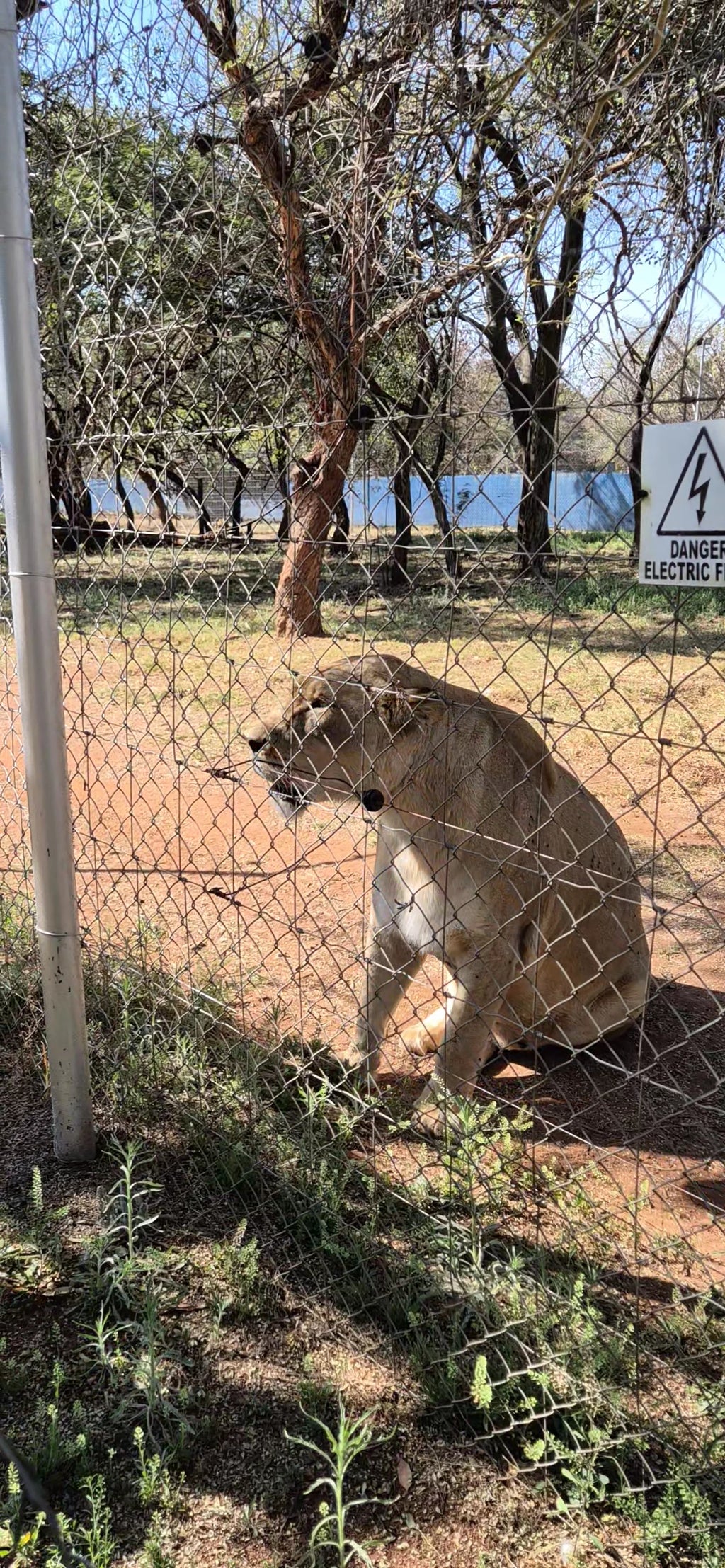 Chameleon Village Lion and Tiger park, Hartbeespoort South Africa