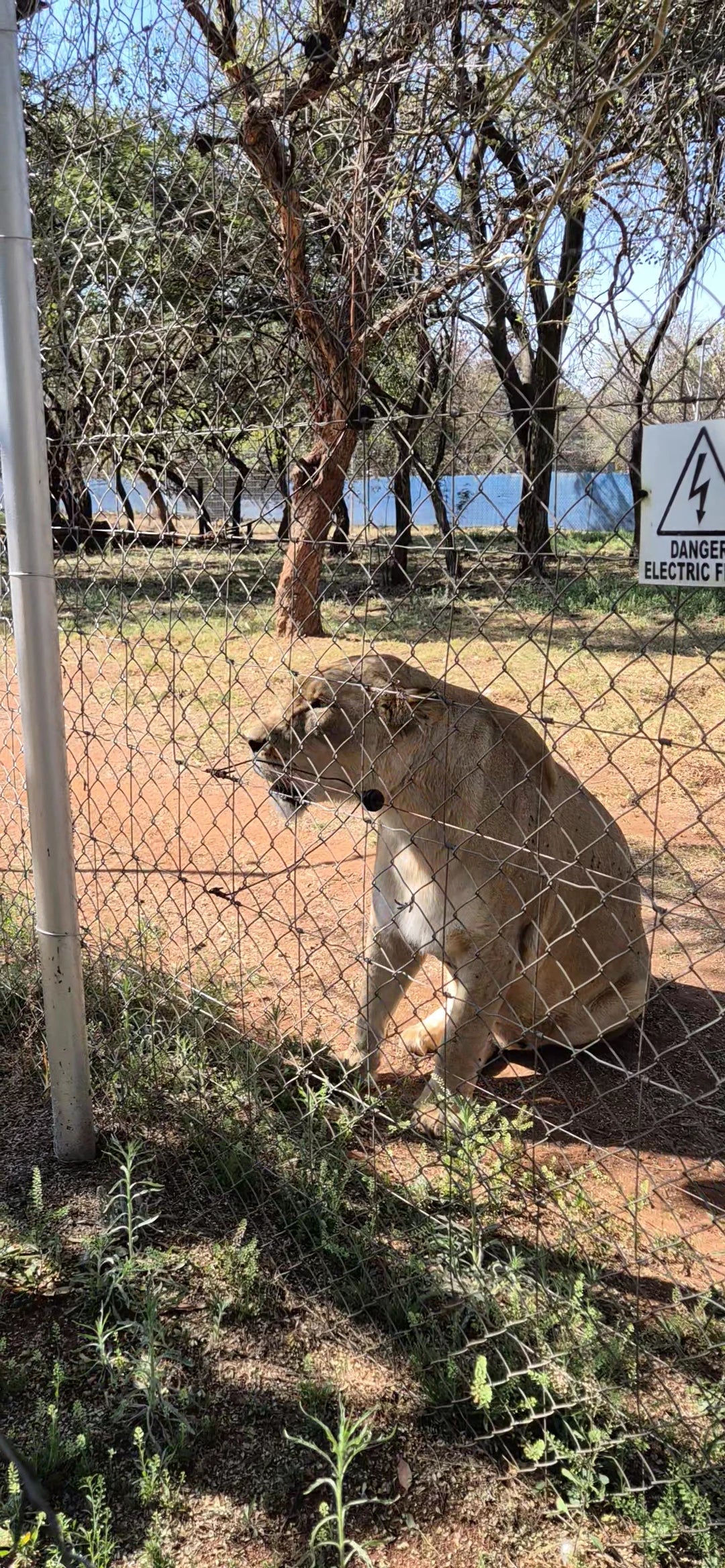 Chameleon Village Lion and Tiger park, Hartbeespoort South Africa