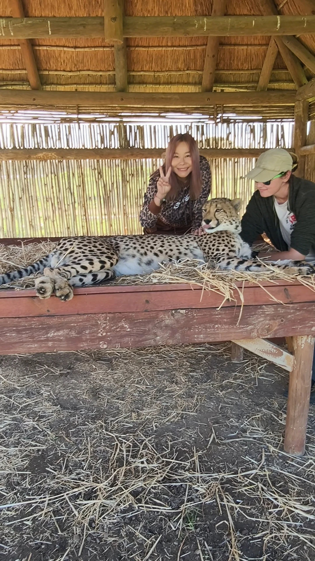 Cheetah Outreach, Helderberg South Africa