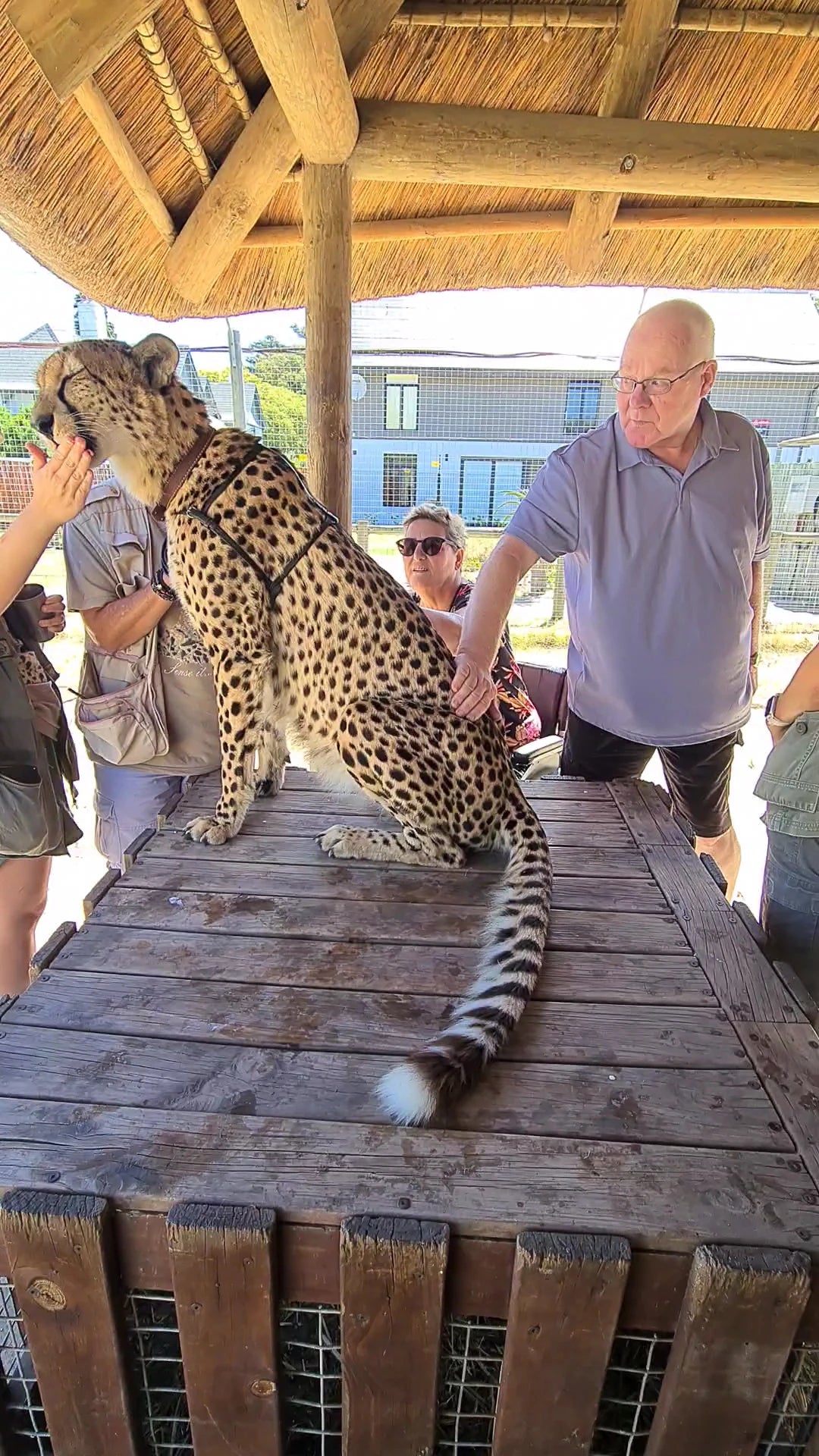 Cheetah Outreach, Helderberg South Africa