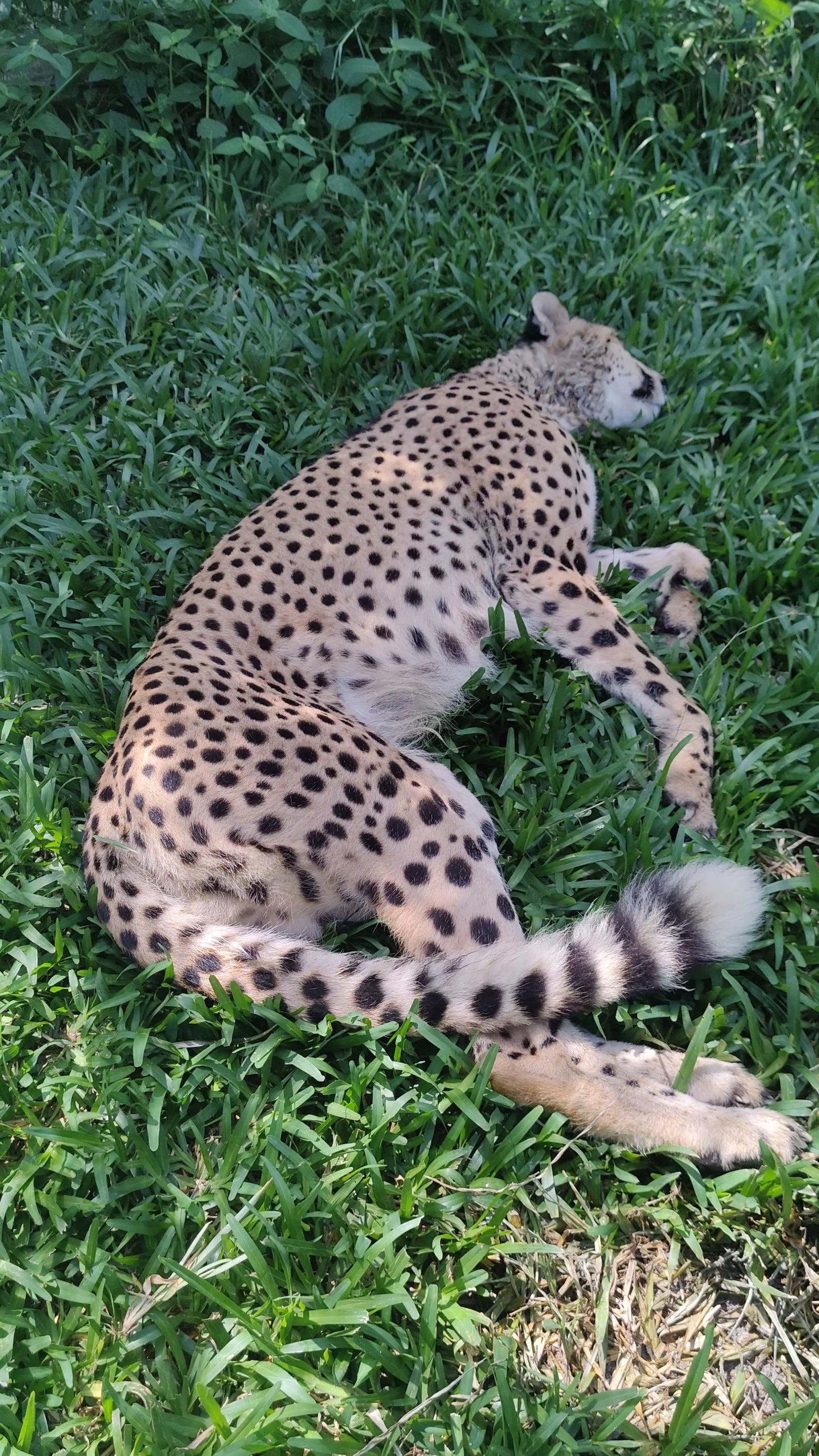 Cheetah's Rock, 
Cheetah's Rock Kama/ Zanzibar TZ Tanzania