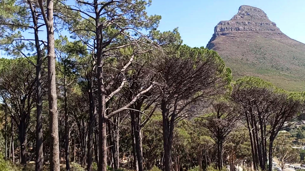 City Sightseeing Cape Town | Official Hop-On Hop-Off Tour, Cape Town South Africa