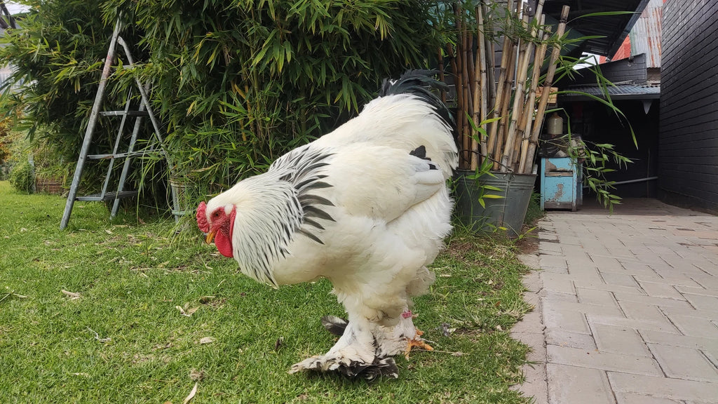Constantia Cherry Farmstall, Hlohlolwane South Africa