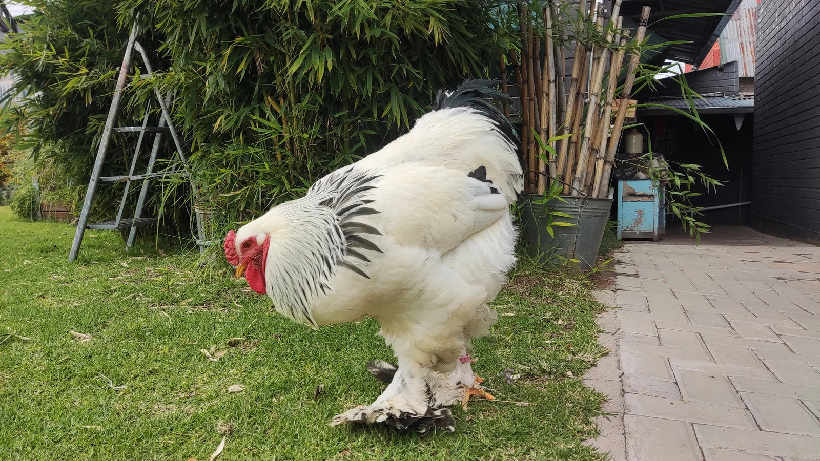 Constantia Cherry Farmstall, Hlohlolwane South Africa