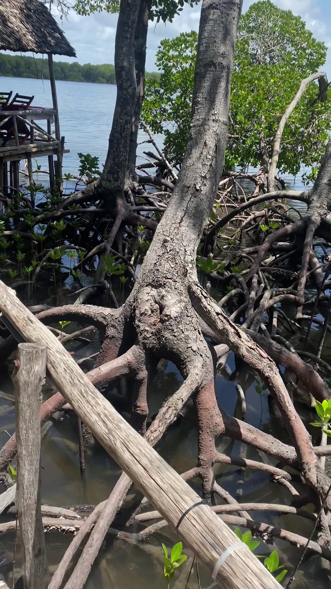Crab Shack Dabaso, Mida Creek, Watamu Kenya