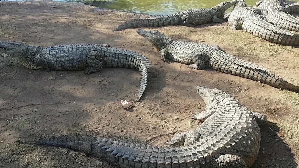 Croc City Crocodile & Reptile Park, Chartwell South Africa