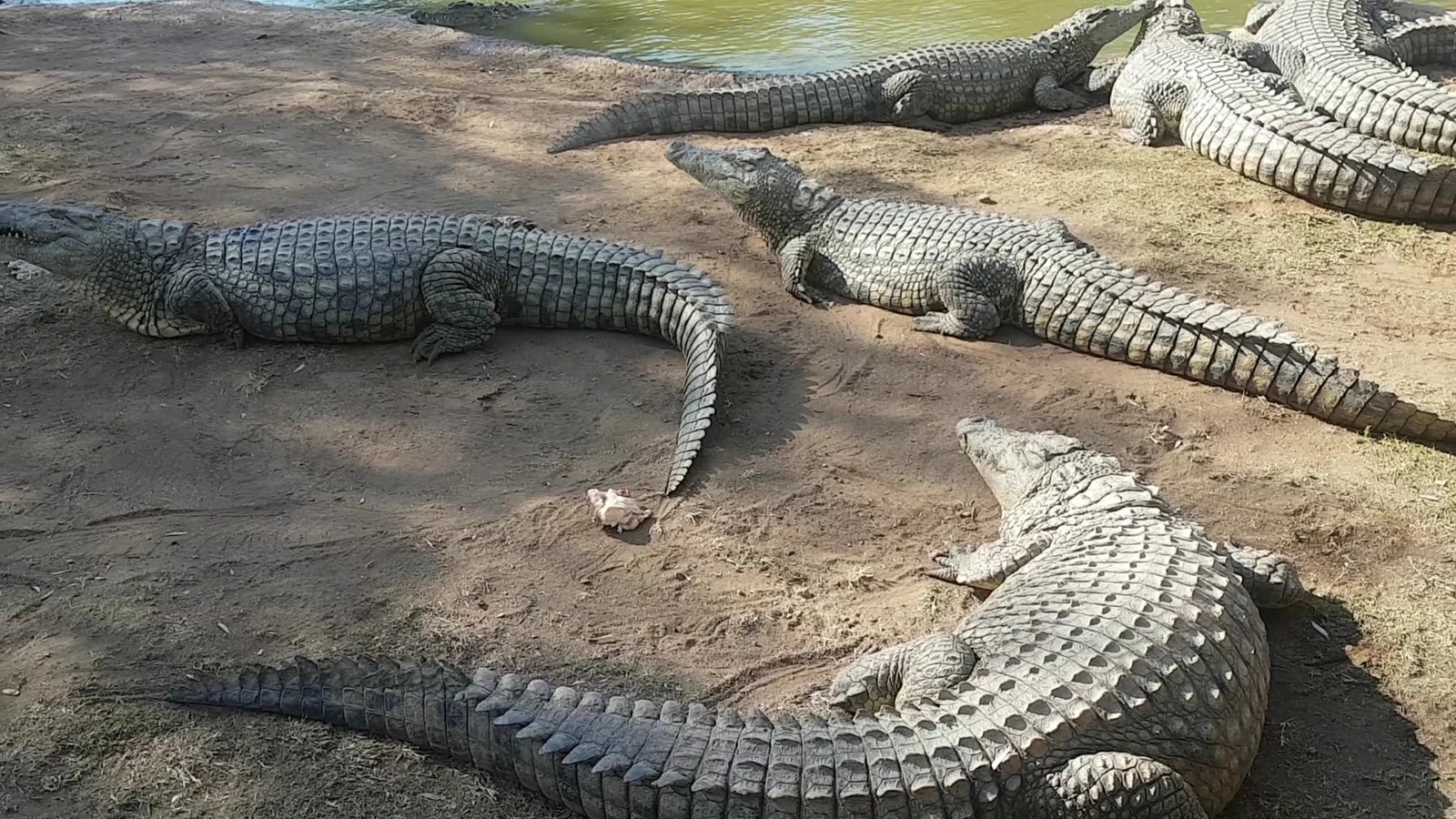 Croc City Crocodile & Reptile Park, Chartwell South Africa