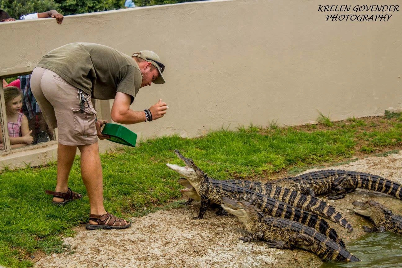 Croc City Crocodile & Reptile Park, Chartwell South Africa