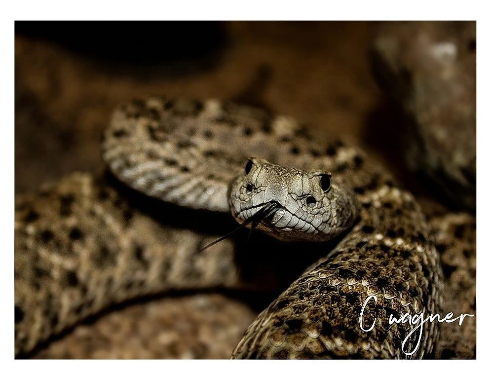Croc City Crocodile & Reptile Park, Chartwell South Africa