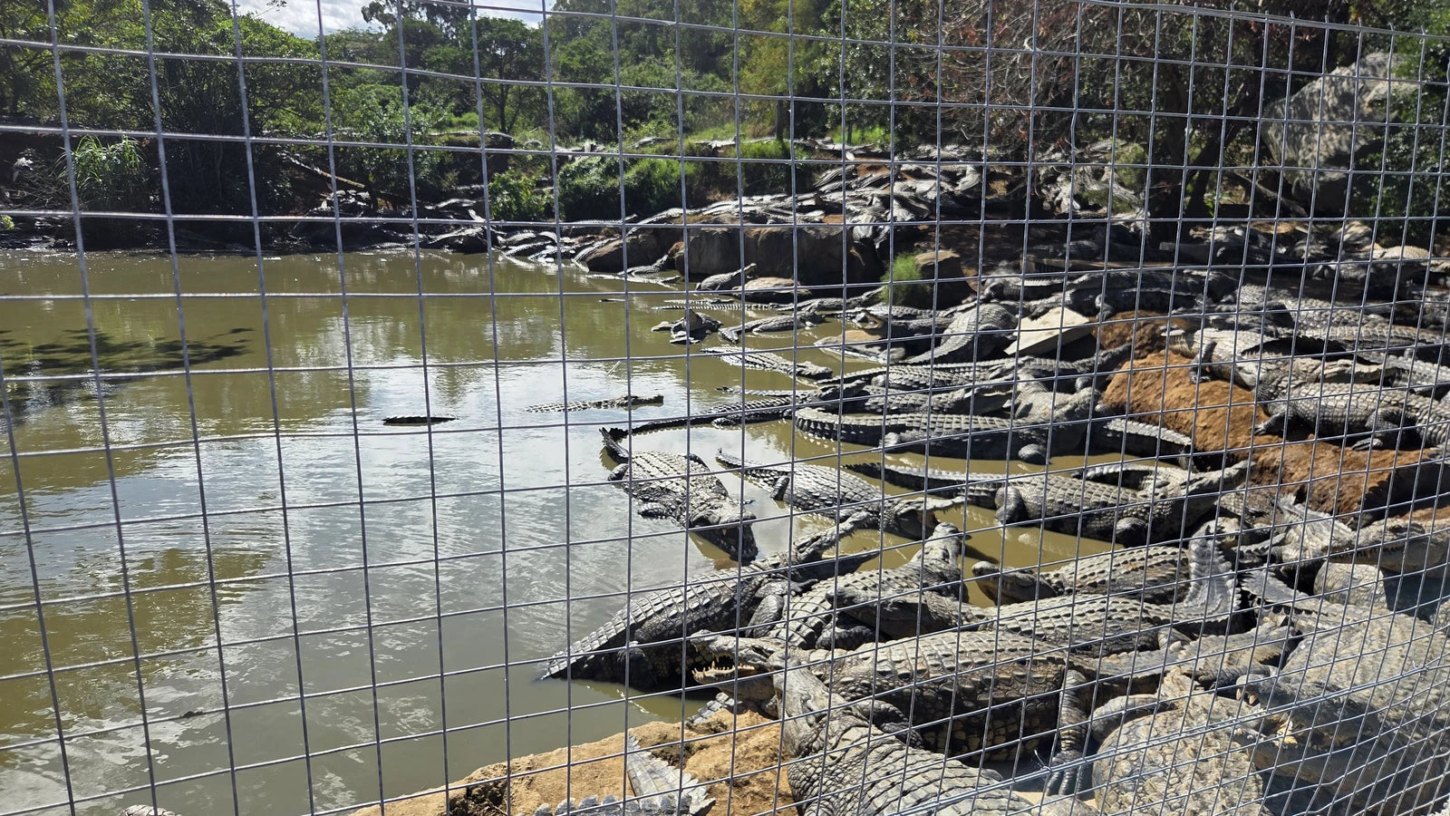 Crocodile Creek, oThongathi South Africa