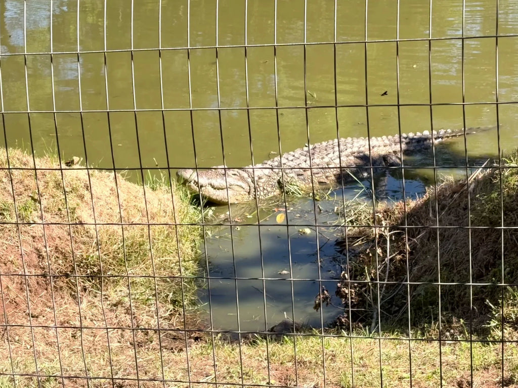 Crocworld, Scottburgh/Umzinto North South Africa