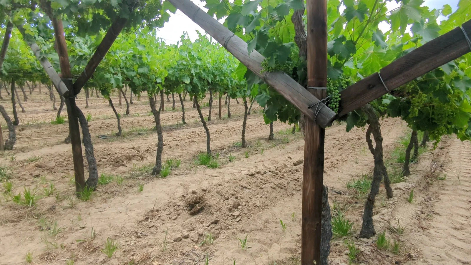 De Krans Wines, Calitzdorp South Africa