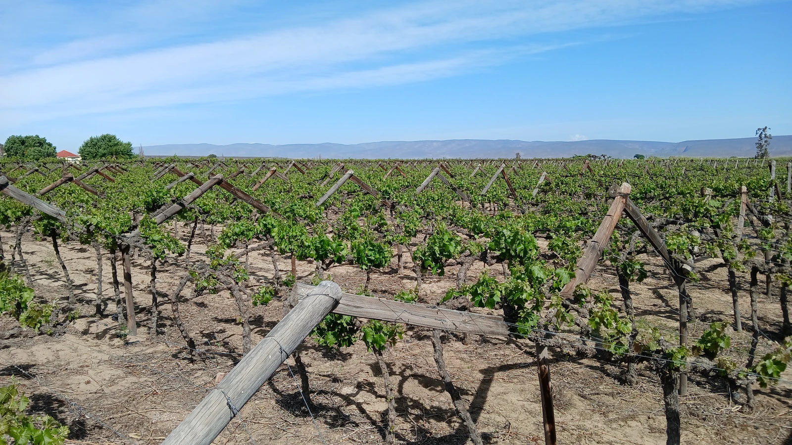 De Krans Wines, Calitzdorp South Africa