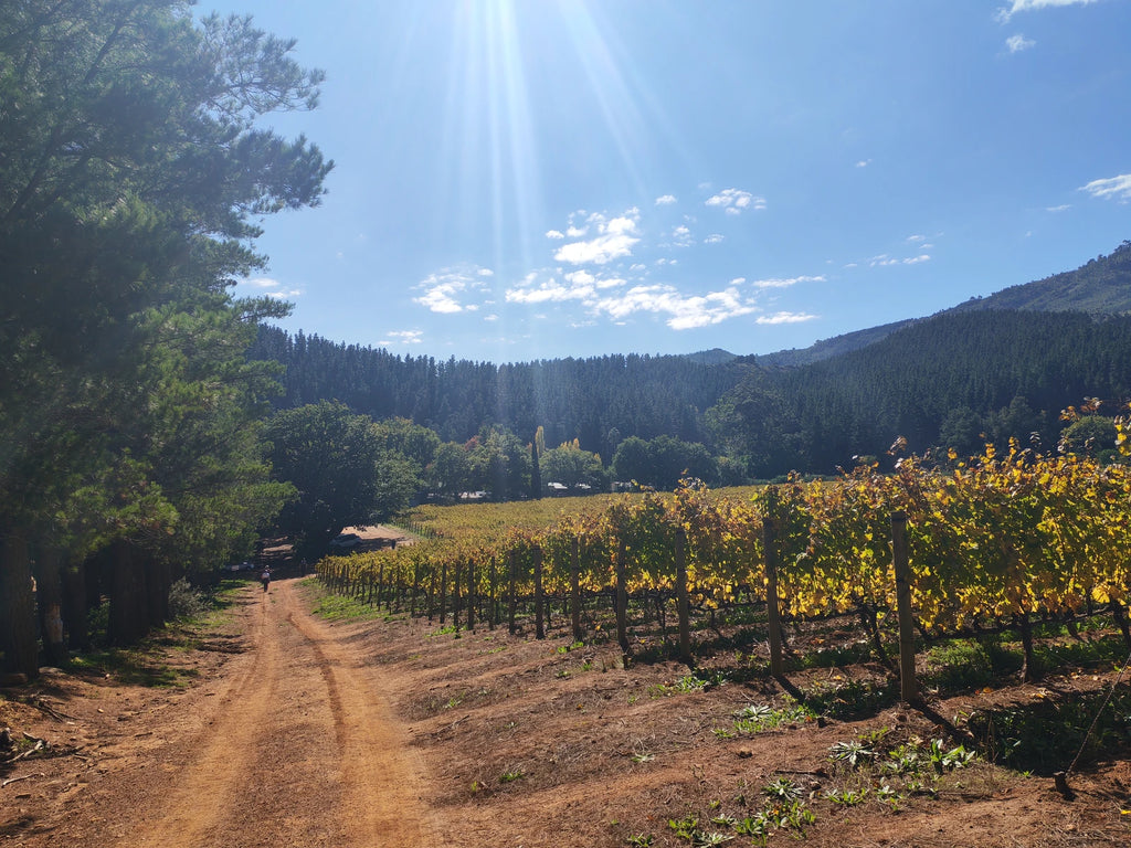 Delheim Wine Estate, Stellenbosch South Africa