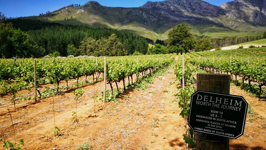Delheim Wine Estate, Stellenbosch South Africa