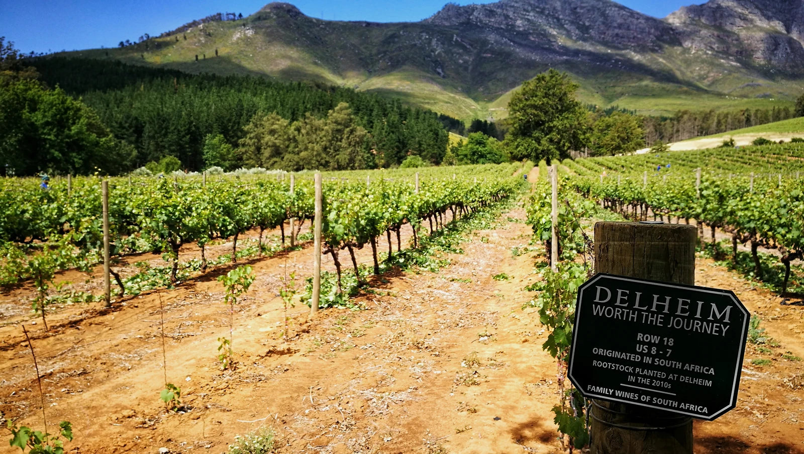 Delheim Wine Estate, Stellenbosch South Africa