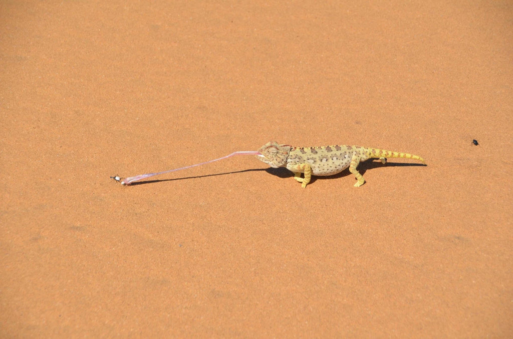 Desert explorers adventure centre, Swakopmund Namibia