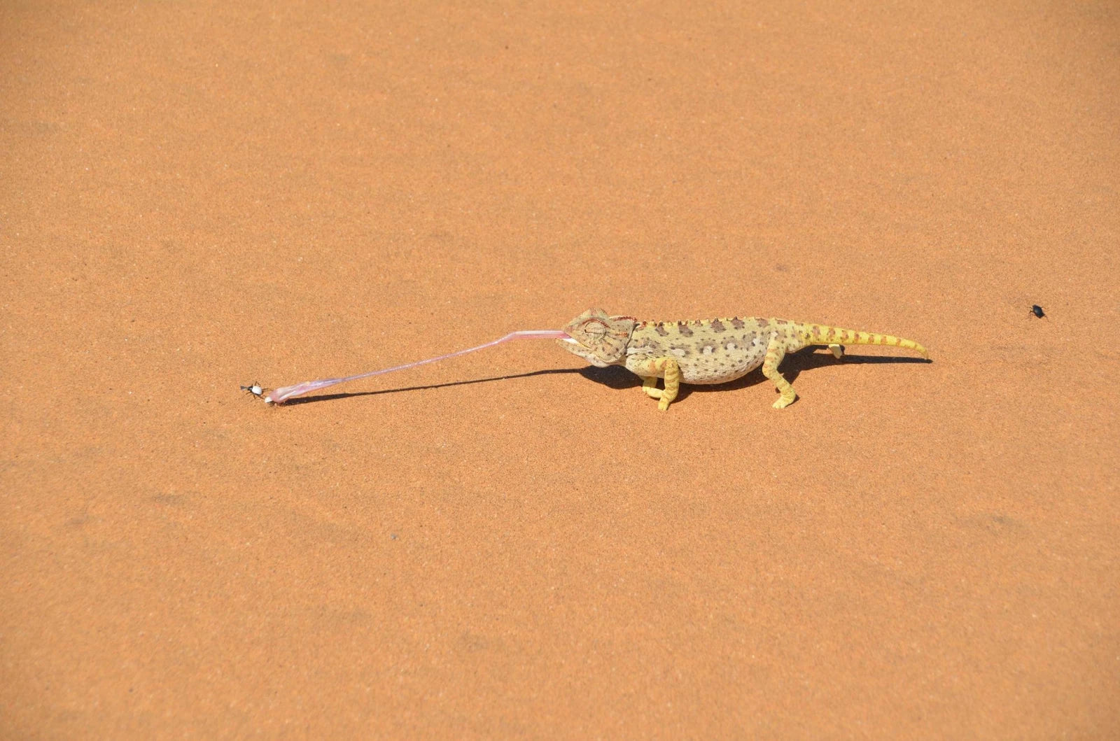 Desert explorers adventure centre, Swakopmund Namibia