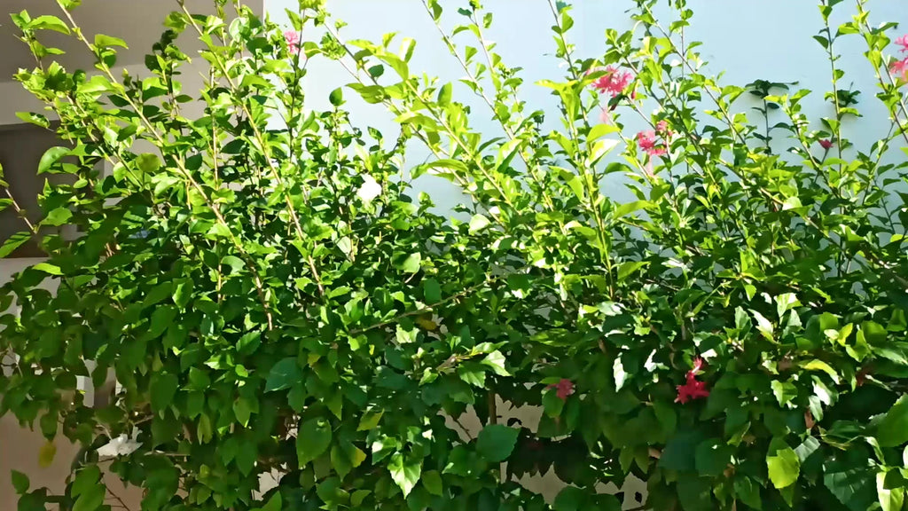 Dhow Inn Boutique Hotel Zanzibar, 
Paje Tanzania
