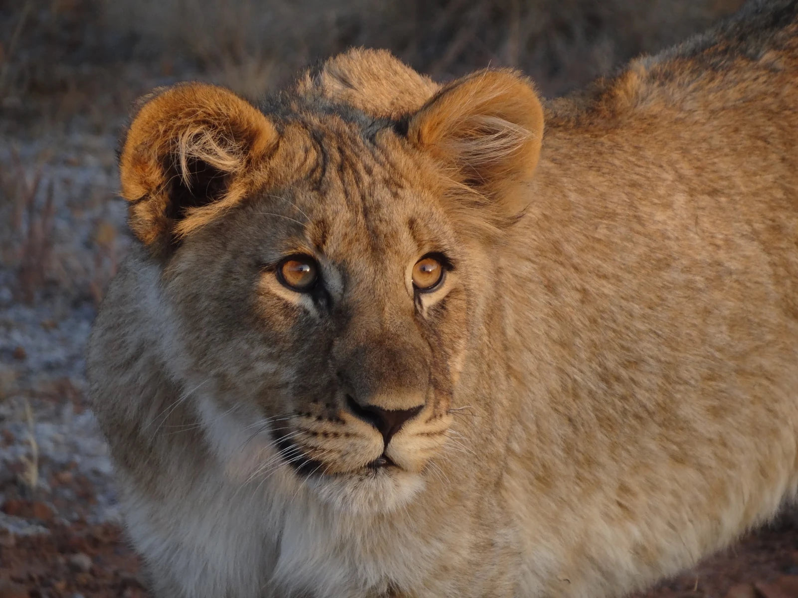 Dinokeng Game Reserve, Hammanskraal South Africa
