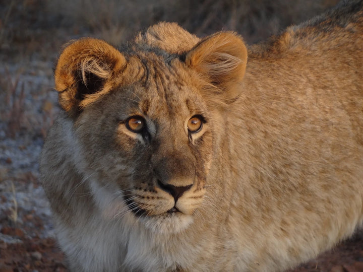 Dinokeng Game Reserve